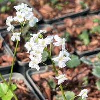 Cardamine trifolia